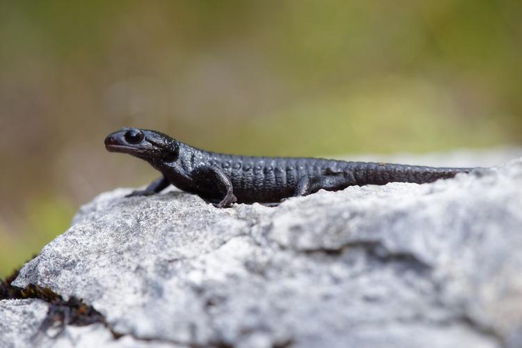 Salamandra atra © Matthieu Berroneau