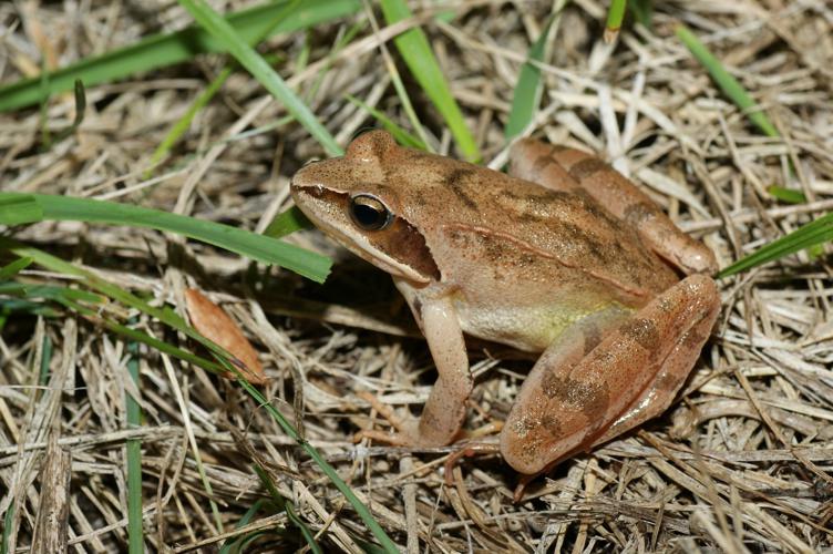 Rana dalmatina © Matthieu Berroneau