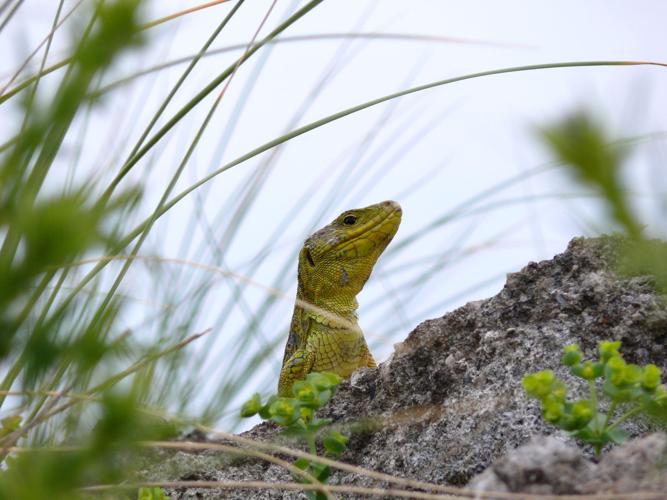 Timon lepidus lepidus © Matthieu Berroneau