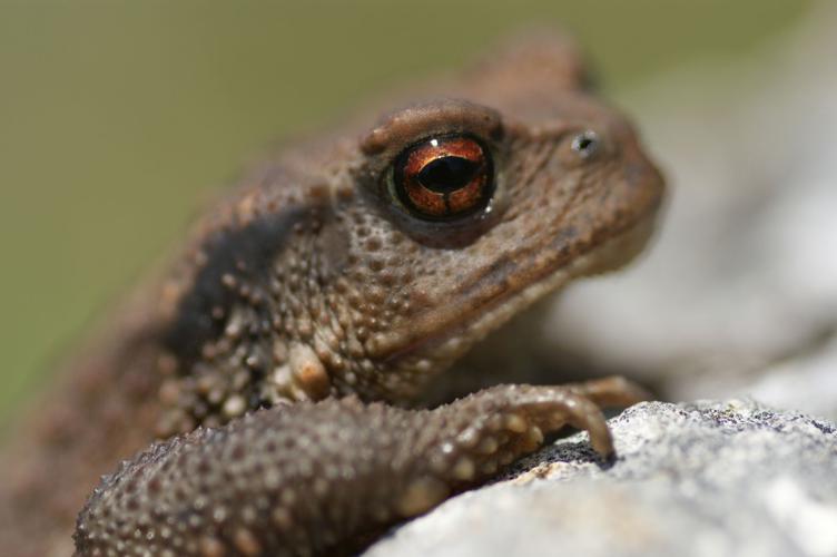 Bufo spinosus © Matthieu Berroneau