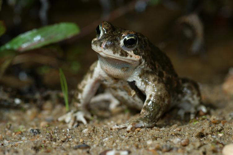 Bufo calamita © Matthieu Berroneau