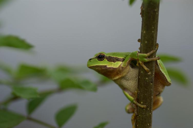 Hyla arborea © Matthieu Berroneau