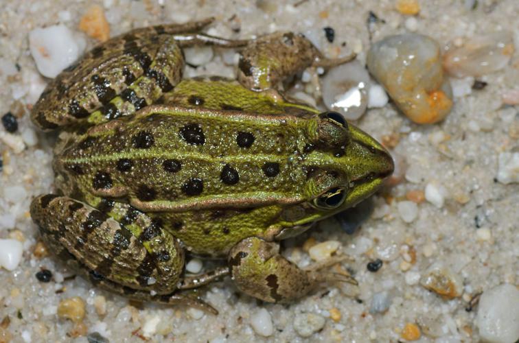 Pelophylax sp. © Matthieu Berroneau