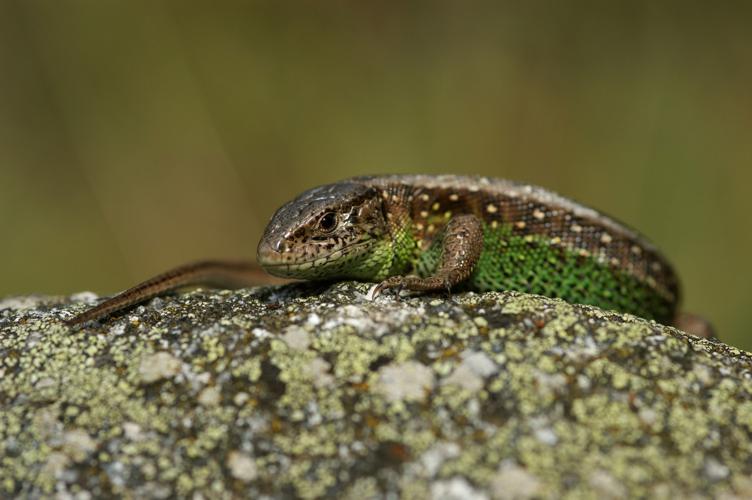 Lacerta agilis garzoni © Matthieu Berroneau