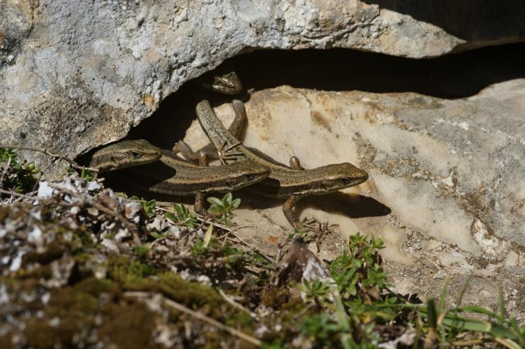 Iberolacerta aranica © Matthieu Berroneau