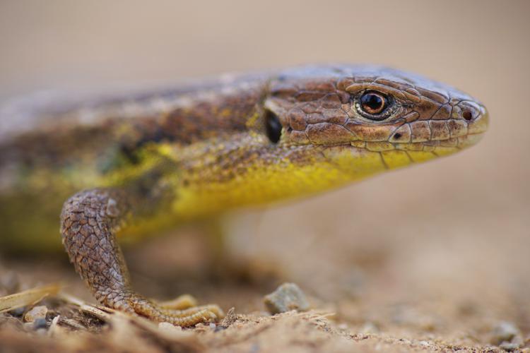 Psammodromus algirus © Matthieu Berroneau