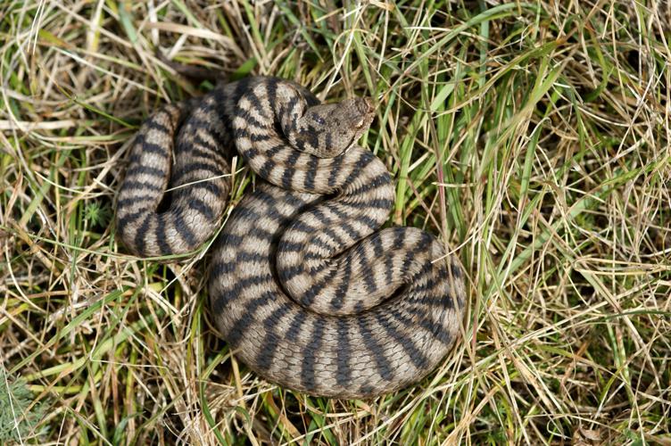 Vipera aspis atra © Matthieu Berroneau