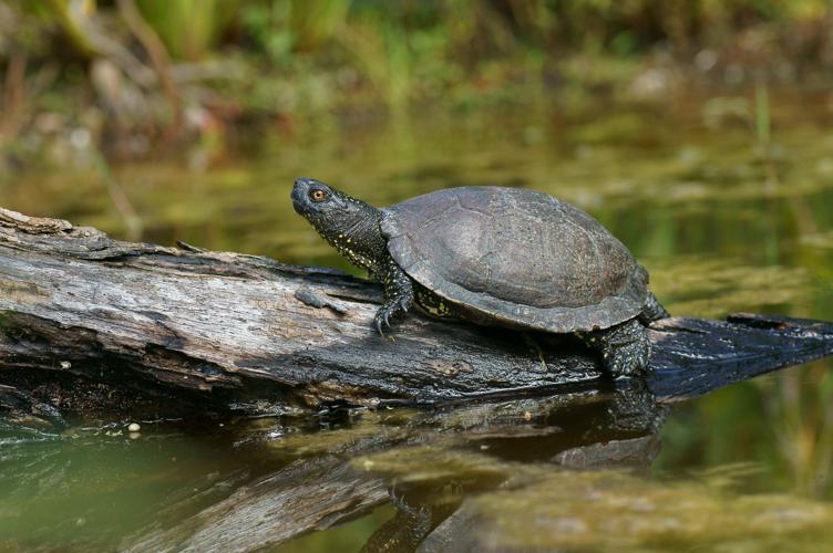 Emys orbicularis orbicularis © Matthieu Berroneau