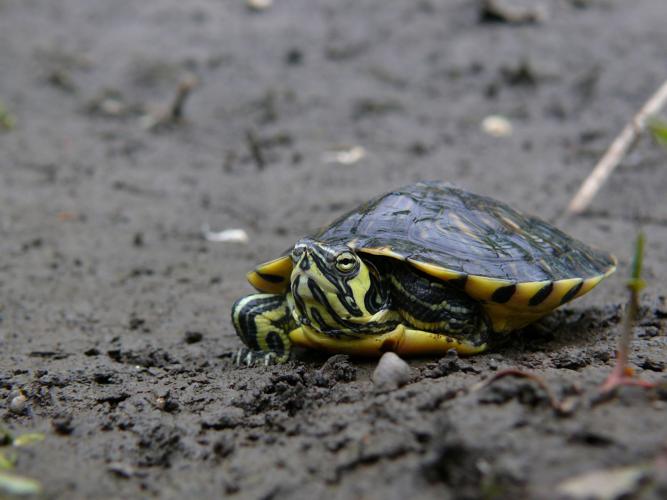 Trachemys scripta scripta © Matthieu Berroneau