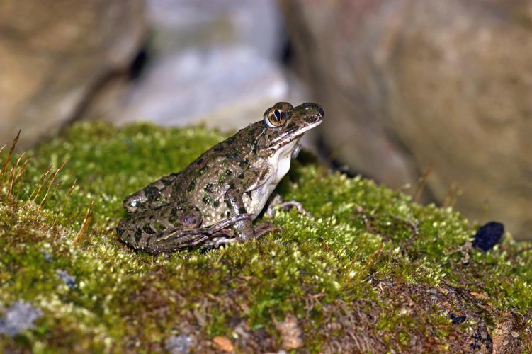 Pélodyte ponctué (Pelodytes punctatus) - Montaut les Crénaux (Gers) © Laurent Barthe