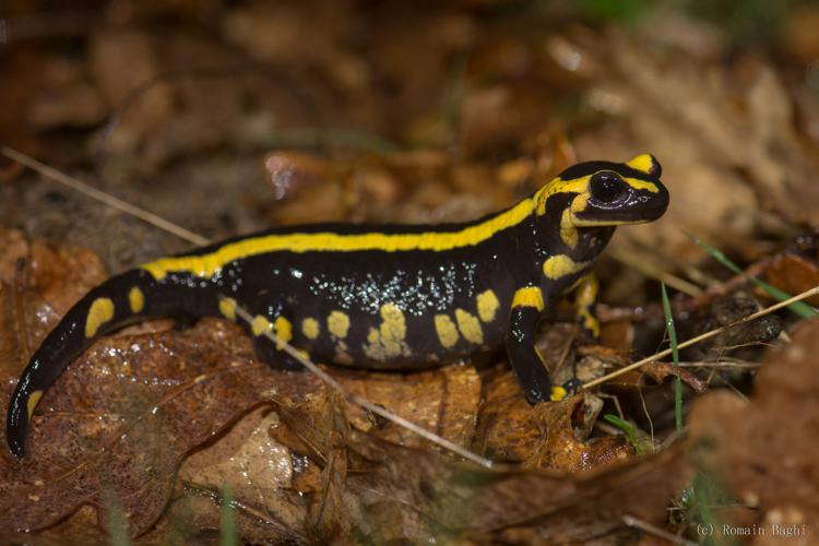 Salamandre tacheté © Romain Baghi
