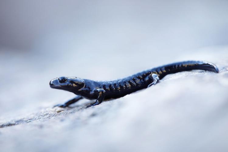 Salamandra lanzai © Matthieu Berroneau