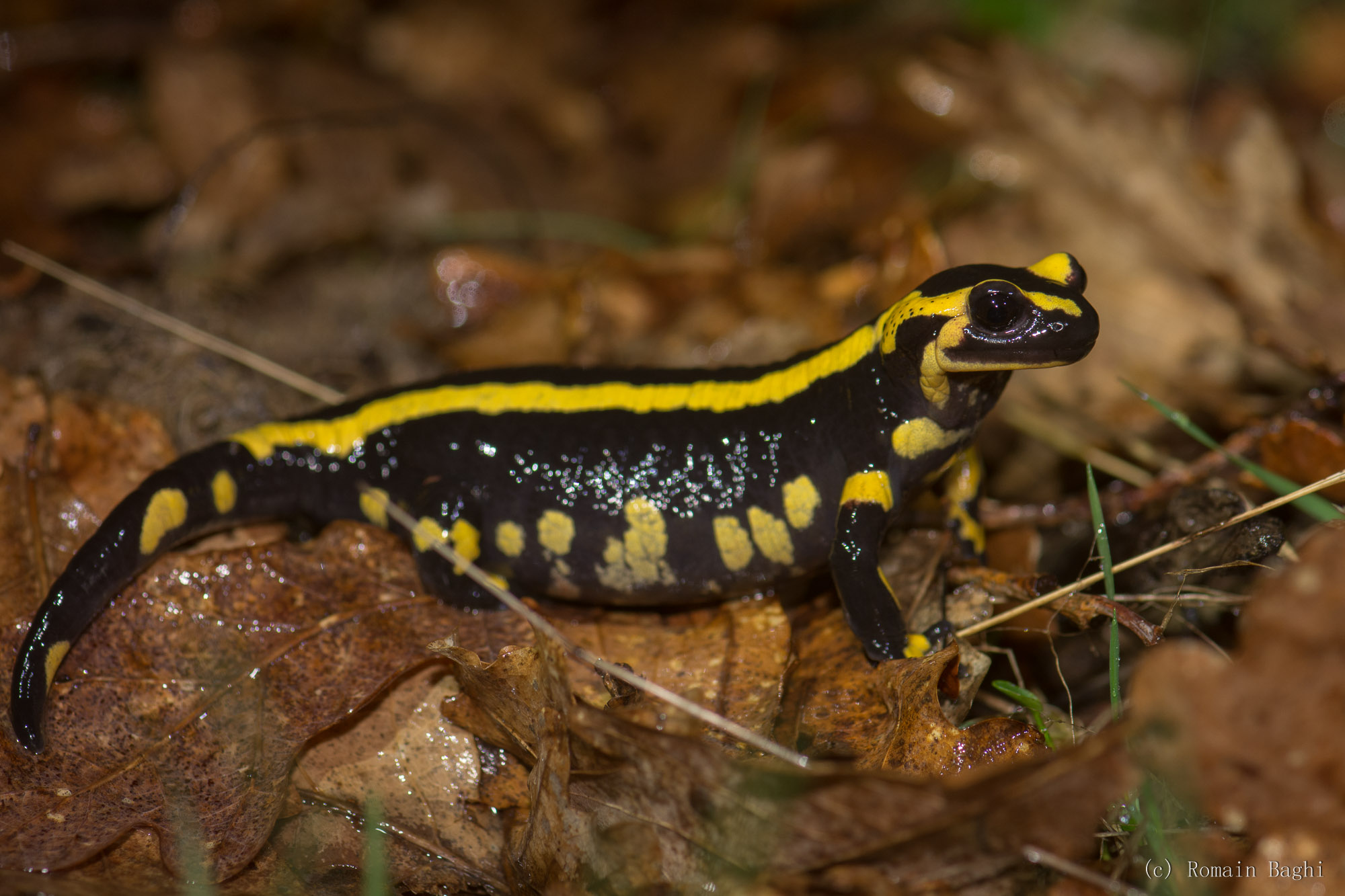 La salamandre tachetée  Portail des parcs nationaux de France